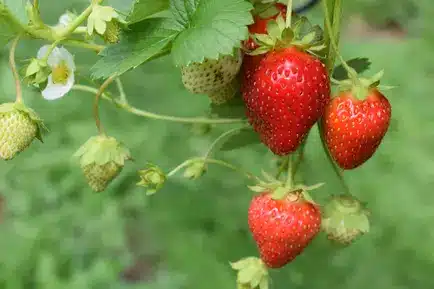 Fraises en floraison